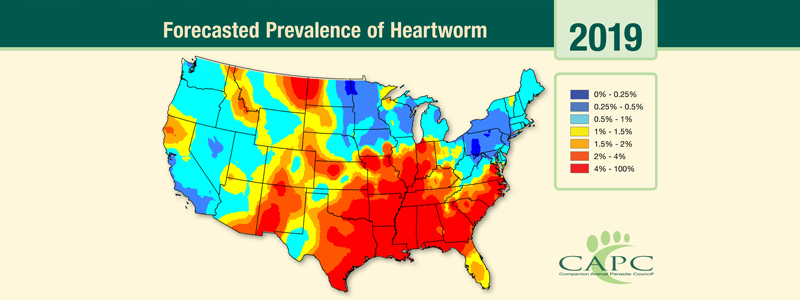 heartworm