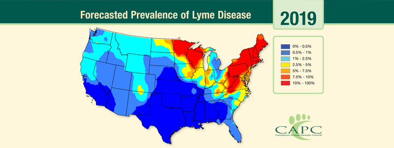 lyme disease