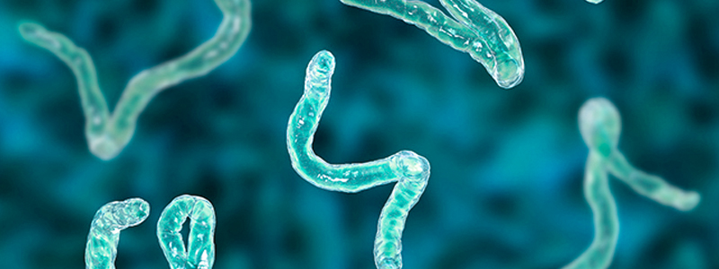 http://www.kcvma.com/wp-content/uploads/2021/12/Researchers-Finding-That-Canine-Hookworms-Becoming-Increasingly-Resistant-to-Traditional-Treatments.jpg